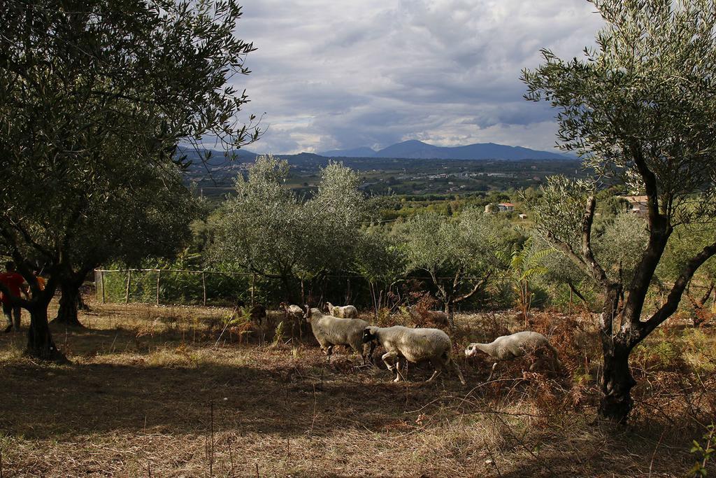 Tenuta Cerreto Calvi Vecchia Extérieur photo